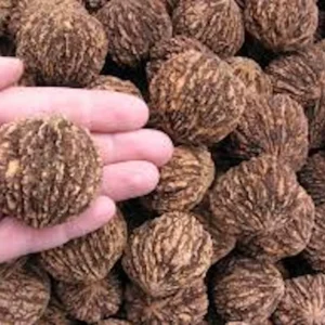 5 Black Walnut Tree Seeds - Juglans Nigra Organic Seeds for Planting - Image 4
