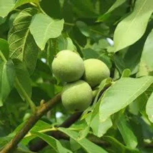 5 Black Walnut Tree Seeds - Juglans Nigra Organic Seeds for Planting - Image 6