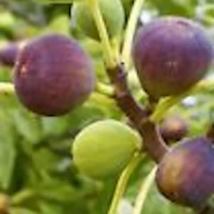 5 Brown Turkey Fig Tree Starter Plants - Ficus Carica Fruiting Perennial - Image 4