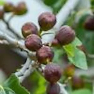 5 Brown Turkey Fig Tree Starter Plants - Ficus Carica Fruiting Perennial - Image 5