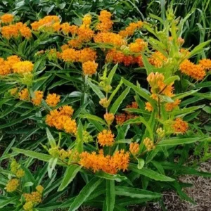 5 Butterfly Weed Plant Asclepias Tuberosa Bare Root Wildflower Organic Native - Image 6