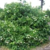 5 Button Bush Bare Root Seedlings - Cephalanthus occidentalis Shrub - 12-18 inch - Image 1
