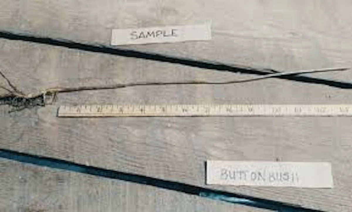 5 Buttonbush Plant 12-24in Tall Bare Root Shrub Cephalanthus occidentalis Outdoor - Image 2