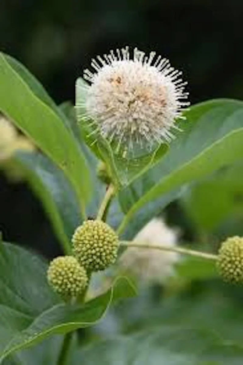 5 Buttonbush Plant 12-24in Tall Bare Root Shrub Cephalanthus occidentalis Outdoor - Image 3