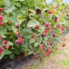 5 Caddo Blackberry Thornless Fruit Plant Starter Plug - USDA Zones 5-9 - Image 1