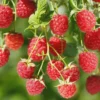 5 Canby Thornless Red Raspberry Starter Plug - Fruit Bearing Live Plant - Image 1