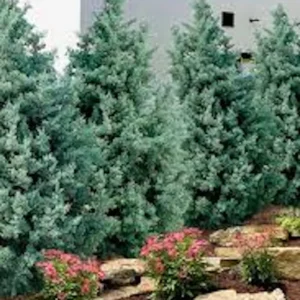 5 Carolina Sapphire Cypress Live Plants - Tall Evergreen Starter, 4-6