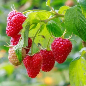 5 Cascade Delight Red Raspberry Starter Plug - Rubus idaeus Live Plant, Summer Fruiting, Root Rot Resistant - Image 2