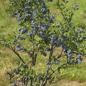 5 Chandler Blueberry Live Plant Starter Plugs - Large Berries, Northern Highbush - Image 6