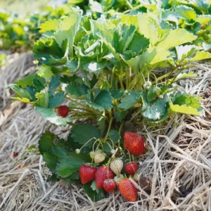 5 Chandler Strawberry Bare Roots - Fragaria x ananassa - High-Yielding, Sweet Berries - Image 4