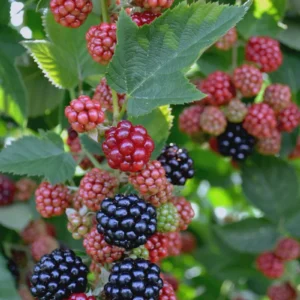 5 Chester Blackberry Thornless Starter Plug Live Plants - Rubus fruticosus 'Chester' - Image 1