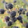 5 Chickasaw Blackberry Starter Plugs - Live Plant - Rubus fruticosus - USDA Zones 5-9 - Image 1