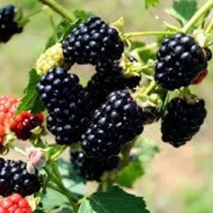 5 Chickasaw Blackberry Starter Plugs - Live Plant - Rubus fruticosus - USDA Zones 5-9 - Image 3