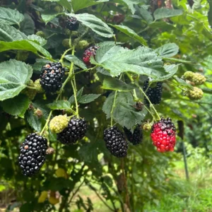 5 Chickasaw Blackberry Starter Plugs - Live Plant - Rubus fruticosus - USDA Zones 5-9 - Image 6