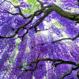 5 Chinese Blue Wisteria sinensis Tree Seeds - Fast Climber Flower Vine Hardy Plant - Image 3