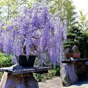 5 Chinese Blue Wisteria sinensis Tree Seeds - Fast Climber Flower Vine Hardy Plant - Image 4