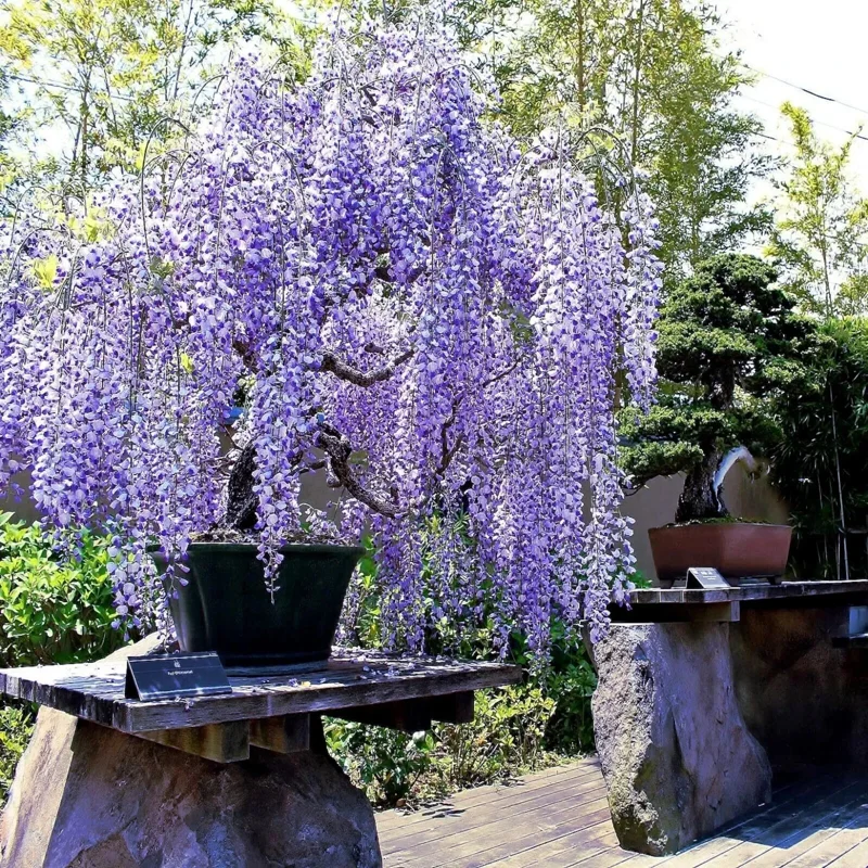 5 Chinese Blue Wisteria sinensis Tree Seeds - Fast Climber Flower Vine Hardy Plant - Image 4