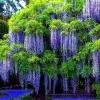 5 Chinese Blue Wisteria sinensis Tree Seeds - Fast Climber Flower Vine Hardy Plant - Image 1