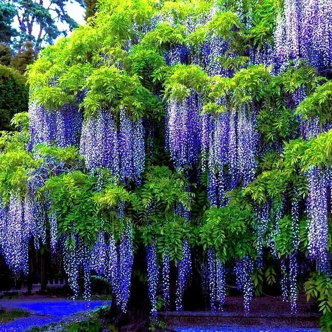 5 Chinese Blue Wisteria sinensis Tree Seeds - Fast Climber Flower Vine Hardy Plant - Image 1