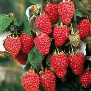 5 Dorman Red Raspberry Starter Plug - Heat Tolerant Bare Root Live Plant for Southern Gardens, Zones 7-9 - Image 6