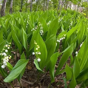 5 Dormant Lily of the Valley (Convallaria Majalis) Bare Root Bulbs - Fragrant Perennial Ground Cover - Image 2