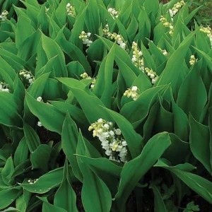 5 Dormant Lily of the Valley (Convallaria Majalis) Bare Root Bulbs - Fragrant Perennial Ground Cover - Image 3