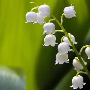 5 Dormant Lily of the Valley (Convallaria Majalis) Bare Root Bulbs - Fragrant Perennial Ground Cover - Image 4