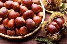 5 Dunstan American Chestnut Tree Seeds - Blight Resistant Hybrid - Image 2