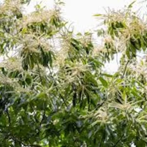 5 Dunstan Chestnut Tree Hybrid Bare Root Plants 12-24in Tall Outdoor USDA 5-8 - Image 4