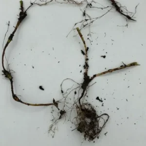 5 Dwarf Crested Iris Plants - Iris Cristata Bare Root Wildflower for Shade Garden - Image 4