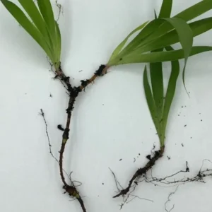 5 Dwarf Crested Iris Plants - Iris Cristata Bare Root Wildflower for Shade Garden - Image 7