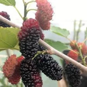 5 Dwarf Everbearing Mulberry Tree Starter Plants - Bare Root, Cold Hardy - Image 3