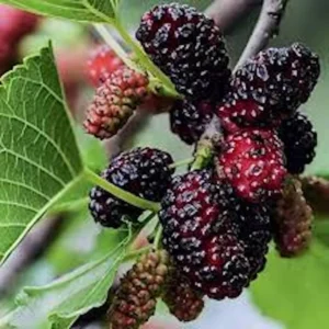 5 Dwarf Everbearing Mulberry Tree Starter Plants - Bare Root, Cold Hardy - Image 1