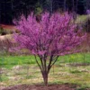 5 Eastern Redbud Bare-Root Live Trees – Magenta Pink Blooms – Outdoor - Image 1