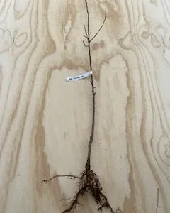 5 Eastern Redbud Bare-Root Live Trees – Magenta Pink Blooms – Outdoor - Image 2