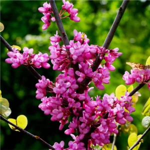 5 Eastern Redbud Bare-Root Live Trees – Magenta Pink Blooms – Outdoor - Image 3