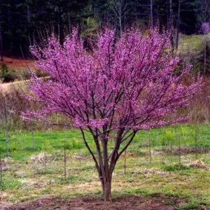 5 Eastern Redbud Bare-Root Live Trees – Magenta Pink Blooms – Outdoor - Image 1