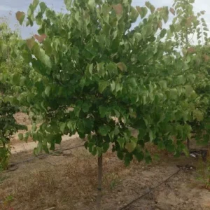 5 Eastern Redbud Bare-Root Live Trees – Magenta Pink Blooms – Outdoor - Image 4