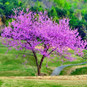 5 Eastern Redbud Bare-Root Live Trees – Magenta Pink Blooms – Outdoor - Image 5