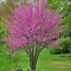 5 Eastern Redbud Bare-Root Live Trees – Magenta Pink Blooms – Outdoor - Image 6