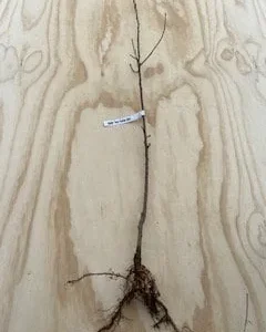 5 Eastern Redbud Tree Bare-root – Flowering Outdoor Tree – 20-30 ft Tall - Image 2