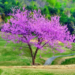 5 Eastern Redbud Tree Bare-root – Flowering Outdoor Tree – 20-30 ft Tall - Image 5