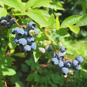 5 Emerald Blueberry Starter Plug Live Plant - Vaccinium corymbosum - Southern Highbush - Image 3