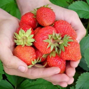 5 Everbearing Strawberry Plants Bare Root - High Yield Day Neutral Variety - Image 1