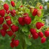 5 Eversweet Strawberry Bare Roots - Fragaria ananassa Live Plants - Heat Tolerant - Image 1