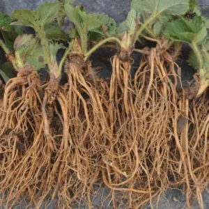 5 Eversweet Strawberry Bare Roots - Fragaria ananassa Live Plants - Heat Tolerant - Image 8