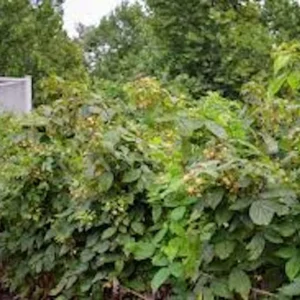 5 Fall Gold Raspberry Live Plant Plugs – Thornless, Sweet Yellow Fruit - Image 3