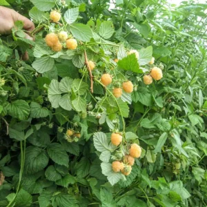 5 Fall Gold Raspberry Live Plant Plugs – Thornless, Sweet Yellow Fruit - Image 5