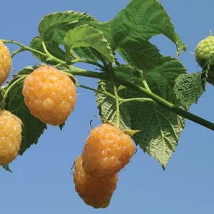 5 Fall Gold Raspberry Live Plant Plugs – Thornless, Sweet Yellow Fruit - Image 8