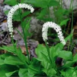 5 False Unicorn Plants Chamaelirium Luteum Bare Root Native Wildflower - Image 1